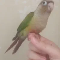 جوجه گرینچیک