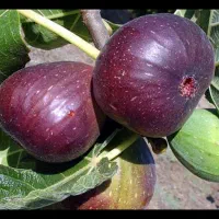 انجیر سیاه محلی