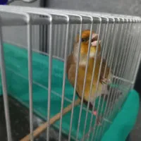 سهره قناری روباهی