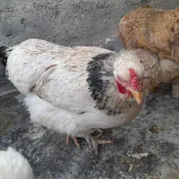 ۹ عدد مرغ نژاد دار تخم گذار