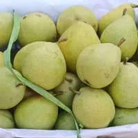 گلابی اسپادانا