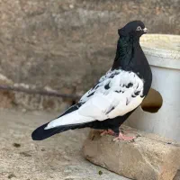 کبوتر یا کفتر سینه سیاه ماده ، بلند و کشیده