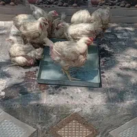 مرغ گوشتی زنده