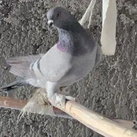 کبوتر نر سبز آماده جفت