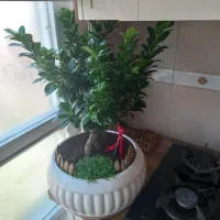 بنسای