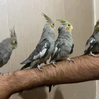 جوجه عروس هلندی