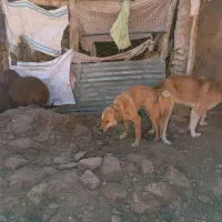 واگذاری توله ماده