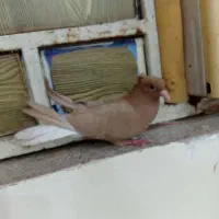کبوتر دمسفید