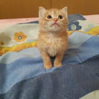 بچه گربه|گربه|یزد, |دیوار