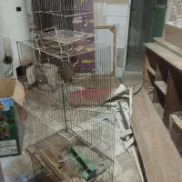 قفس‌پرنده