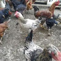 خروس سروحال وسالم پنج عدد