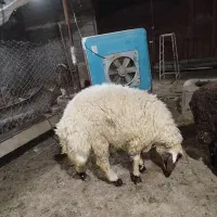 ۵ عددبره نر مست