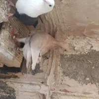 کبوتر خوشگل