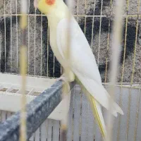 عروس هلندی بالغ