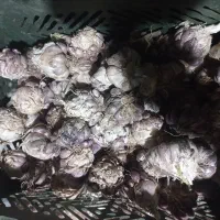 سیر محلی|خدمات باغبانی و درختکاری|فورگ, |دیوار