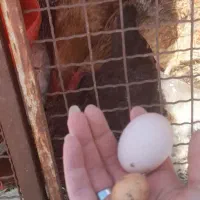 مرغ تخم گذار