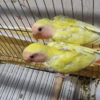 طوطی برزیلی جوجه