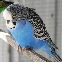 مرغ عشق گم شده