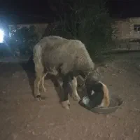میش