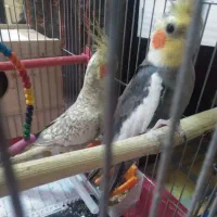 عروس هلندی سالم