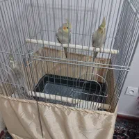 عروس هلندی 3 ماهه