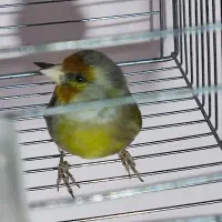 سهره قناری نر