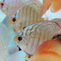 دیسکس، آکواریوم پلنت، گیاه آکواریومی،ماهی آکواریوم