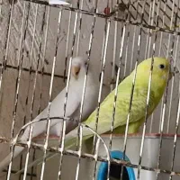 مرغ عشق