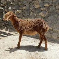 بره تم تم