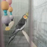 عروس هلندی