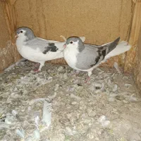 پرنده
