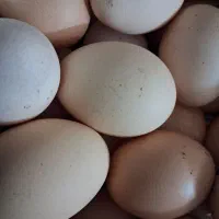 تخم مرغ محلی