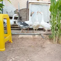 غاز جوان
