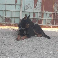 سگ ژرمن شپرد ماده ۸ماه نژاد اصل