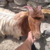 بزواسه نگهداری