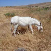 الاغ