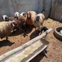 بزغاله میش بره