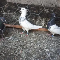کفتر طوقی و کله