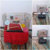 قفس