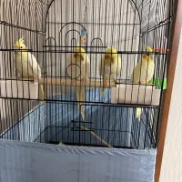 ۴عدد عروس هلندی