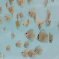 دیسکس|ماهی|اردبیل, |دیوار
