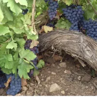انگور سیاه
