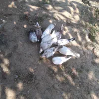 کبوتر