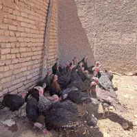 بوقلمون