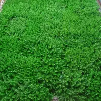 گرین وال شمشاد