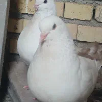 کبوتر جفت کینگ و تک طوقی