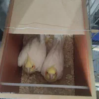 نر و ماده عروس هلندی