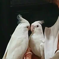 تعدادی عروس هلندی و جفت فنچ