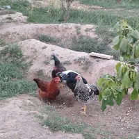 خروس