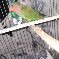 طوطی‌برزیلی‌نر